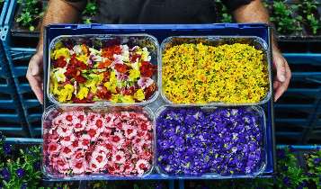 Εδώδιμα άνθη στο σουπερμάρκετ - sainsburys edible flowers