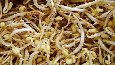 Φύτρες σόγιας - soybean sprouts