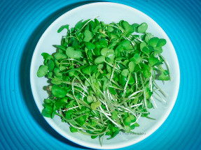 μικρολαχανικά ραπανάκι - radish microgreens