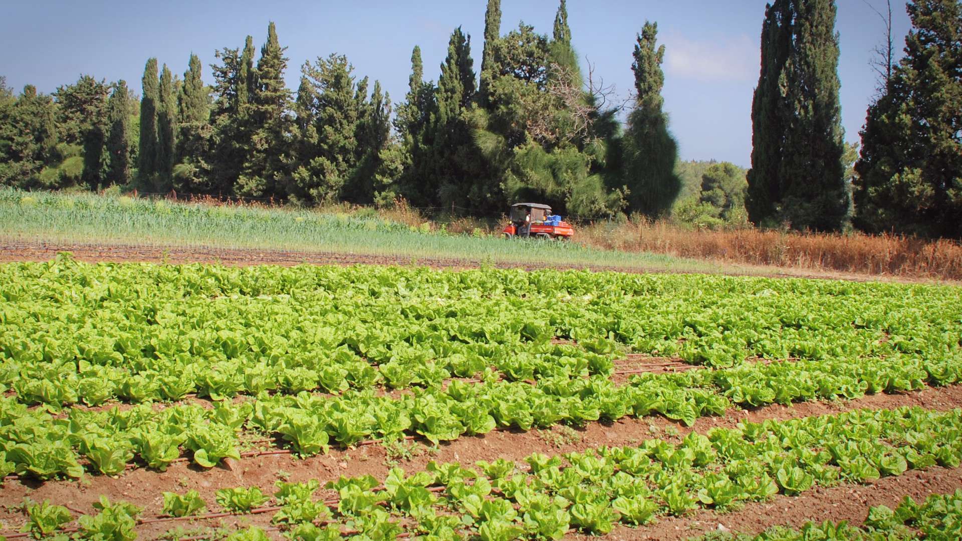 Lettuce field