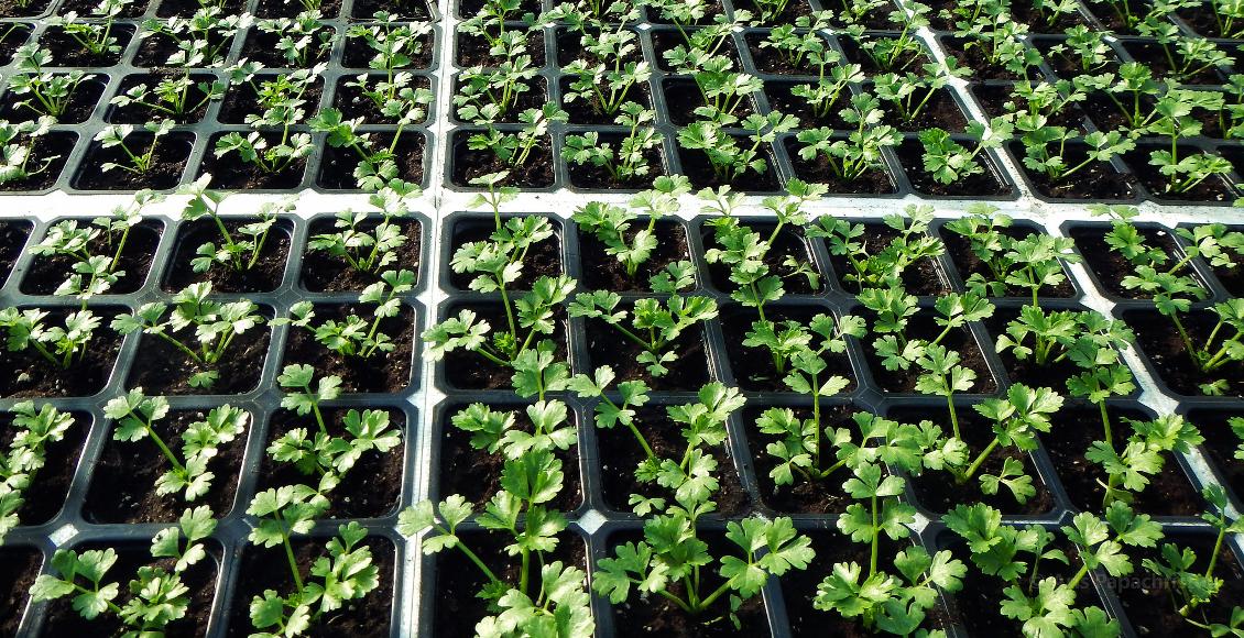 Celeriac seedlings (ProPlant)