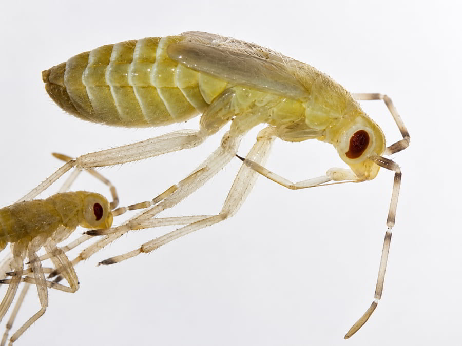 Macrolophus spp 