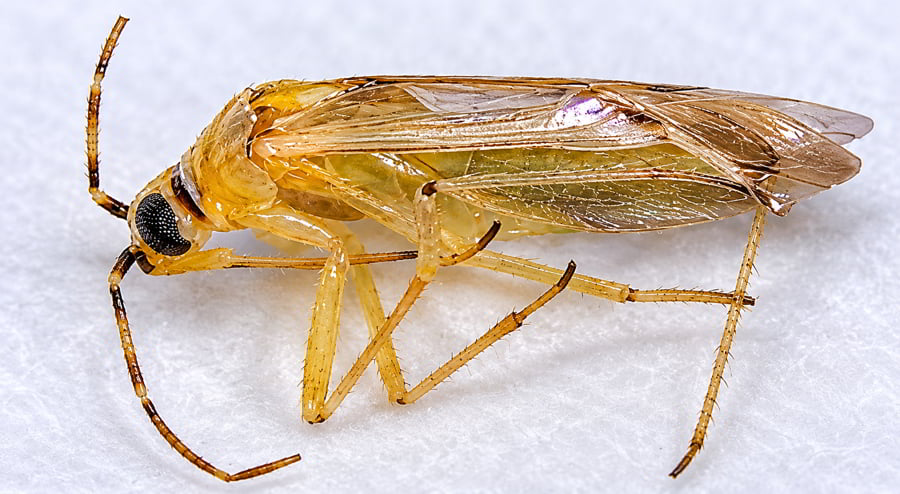 Necidiocoris tenuis 