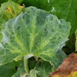 ZYMV on zucchini