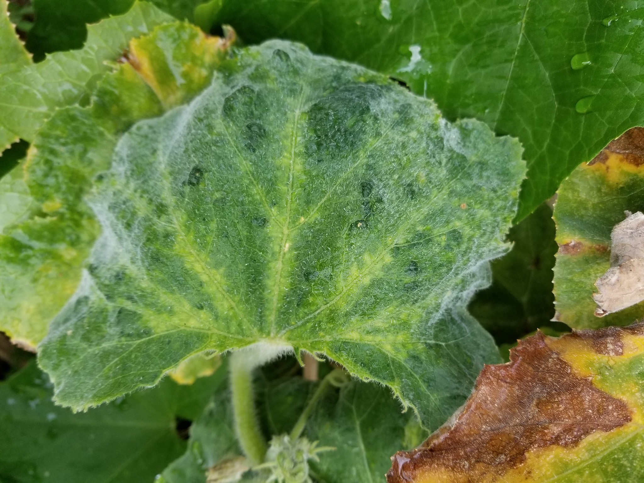 ZYMV on zucchini